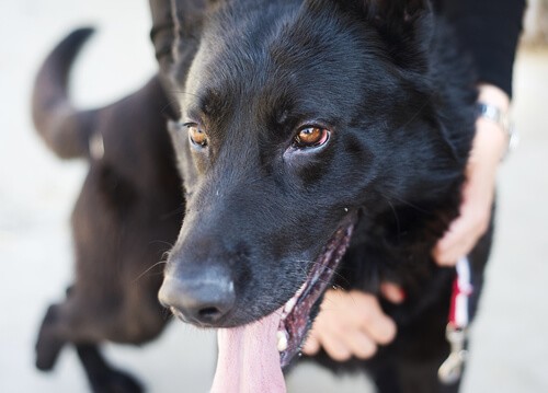 Opiekowanie się pupilem w ostatnich dniach