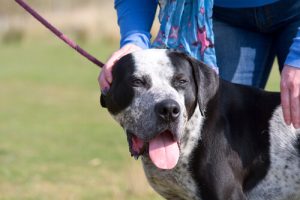 Ciągnięcie smyczy - konsekwencje zdrowotne