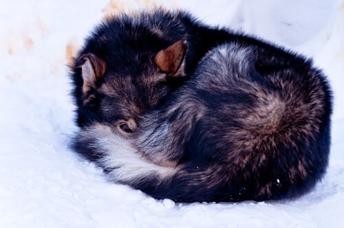 znaleziono psa na szczycie góry