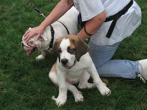 Głaskanie psa po głowie.