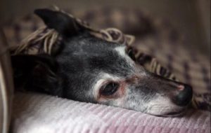 Pożegnanie Walnuta: prawdziwa historia przyjacielskiej rozłąki