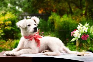 Rzeczy, których twój pies nienawidzi . Nigdy tego nie rób!