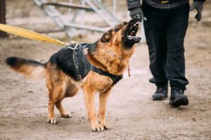 Najspokojniejsze rasy psów – zapobiegnij szczekaniu