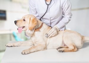 Nowy szpital dla zwierząt daje nadzieję