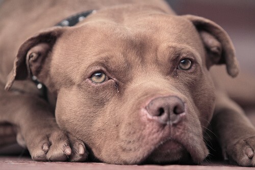 pit bull to nie rasa