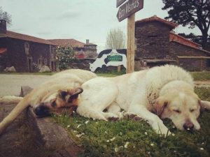 Kampania adopcyjna dla psów firmy mleczarskiej