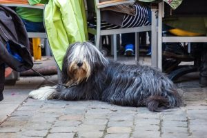 Restauracja z prawem wstępu jedynie dla psów