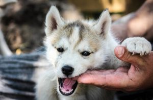 Szokujące fakty o psach, których nie wiedziałeś: część 1