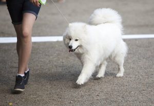 Spacer z psem – zagrożenia, których należy unikać