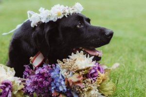 Labrador z guzem mózgu – niesamowita historia