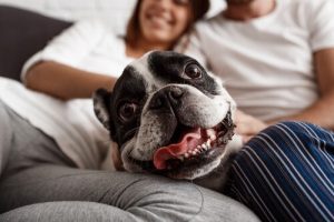 Traktowanie psów jak ludzi – Skutki humanizacji