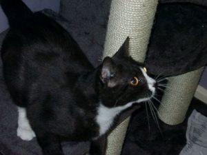 Kot Moon Unit — zaginął w Londynie, a odnalazł się w Paryżu