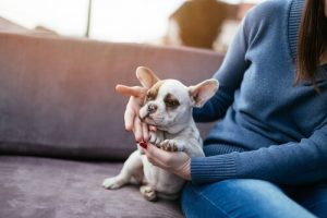 Zdrowe życie i pies – on nad tym czuwa