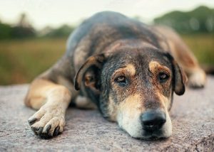 smutny maltretowany  pies