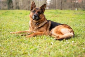Bezwarunkowa miłość Lobo do właściciela w szpitalu