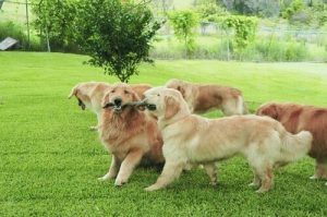 Dlaczego psy obwąchują się nawzajem?