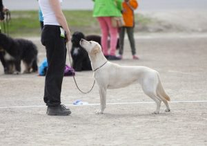 Psy obronne pomagające maltretowanym kobietom