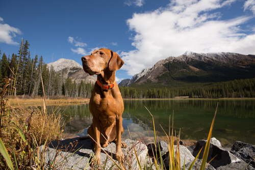 Pies nad jeziorem