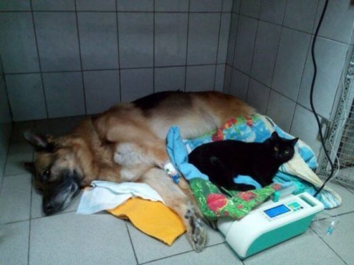 Lucyfer Sparaliżowany Kot Pomaga Innym Twoje Zwierzęta