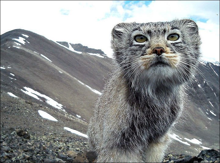 manul