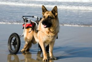 Psy na wózkach inwalidzkich wypoczywają na plaży