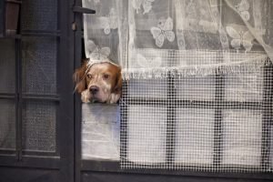 Jak długo pies może być sam w domu