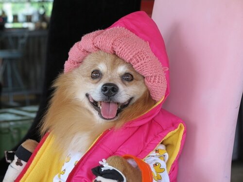 Pies w ubraniu