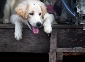 Embargo dla zwierząt – mówimy stanowcze NIE!