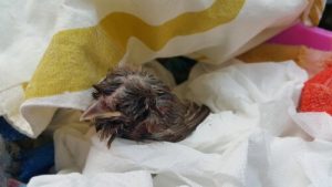 Co zrobić, gdy znajdziesz pisklę na ziemi