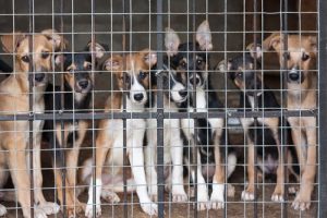 Kupno psa zamiast adopcji promuje wykorzystywanie zwierząt