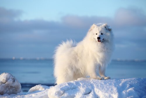 samojed