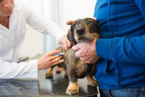 Obowiązkowe szczepionki dla Twojego psa!