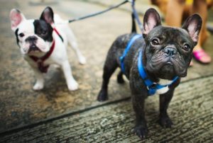 Kiedy jest najlepsza pora na wyprowadzanie psa