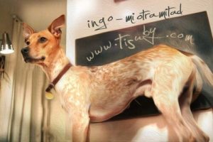 Piosenkarka napisała piękny utwór o psach