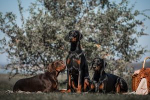 Doberman pinczer: osobliwa i elegancka rasa