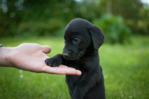 Labrador retriever - jak go wychować?