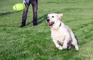 Zwroty do miłośników psów - czego im nie mówić?