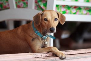 Szczęście, które wnosi do życia adoptowane zwierzę