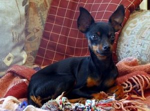 Praski ratler, czyli najmniejsza rasa psa na świecie