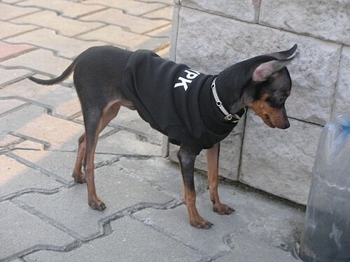 Najmniejszy pies na świecie