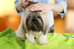 Pielęgnacja zwierzęcia - idealny salon piękności w domu