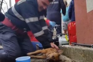 Strażak uratował psa za pomocą sztucznego oddychania