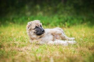 Dlaczego psy uwielbiają się tarzać w brudzie i błocie
