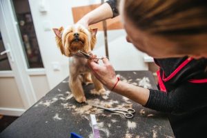 Czy powinno się ostrzyc pupila na lato?