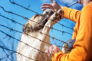 Irański żołnierz stracił nogę, by uratować życie psa