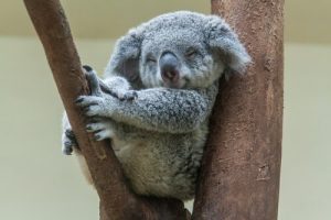 5 największych śpiochów w świecie zwierząt