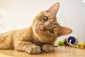 6 kocich min oraz ich znaczenie – mowa ciała