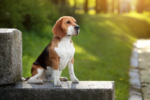 Beagle Wszystko Co Musisz Wiedzieć Na Temat Rasy Twoje Zwierzęta