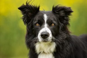 Border collie: wyjątkowa i atrakcyjna rasa