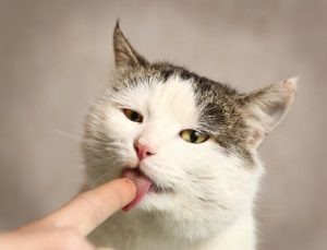 Koty – czy wiecie dlaczego nas liżą?